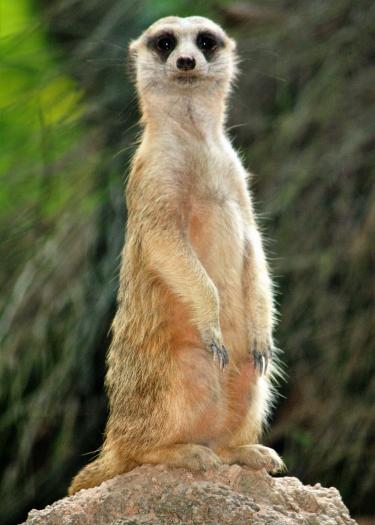 Erdmännchen